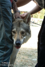 Název souboru=Amarok_Arimminum.jpg
Velikost souboru=113KB
Rozměry=600x883
Datum přidání=23. Únor 2012 Amarok_Arimminum.jpg