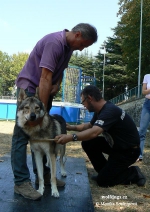 Název souboru=Amarok_Arimminum1.jpg
Velikost souboru=127KB
Rozměry=600x850
Datum přidání=23. Únor 2012 Amarok_Arimminum1.jpg