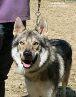 Název souboru=Amarok_Arimminum4.jpg
Velikost souboru=124KB
Rozměry=600x760
Datum přidání=23. Únor 2012 Amarok_Arimminum4.jpg