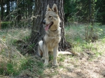 Název souboru=CA2.JPG
Velikost souboru=960KB
Rozměry=2048x1536
Datum přidání=23. Červenec 2011 CA2.JPG