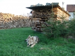 Název souboru=CA5.JPG
Velikost souboru=653KB
Rozměry=2048x1536
Datum přidání=23. Červenec 2011 CA5.JPG
