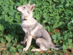 Název souboru=DE1.JPG
Velikost souboru=664KB
Rozměry=2032x1524
Datum přidání=26. Říjen 2011 DE1.JPG