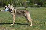 DSC_4528.jpg