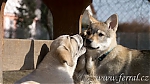 F_E_Wolfdog-116.jpg
