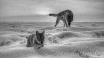 Název souboru=F_E_Wolfdog-65.jpg
Velikost souboru=354KB
Rozměry=1920x1079
Datum přidání=23. Únor 2012 F_E_Wolfdog-65.jpg