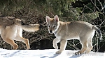 Název souboru=F_E_Wolfdog-87.jpg
Velikost souboru=28KB
Rozměry=350x197
Datum přidání=30. Červenec 2012 F_E_Wolfdog-87.jpg