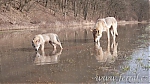 Název souboru=F_E_Wolfdog-99.jpg
Velikost souboru=26KB
Rozměry=350x197
Datum přidání=30. Červenec 2012 F_E_Wolfdog-99.jpg