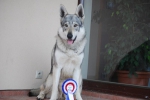 Název souboru=amy1.JPG
Velikost souboru=40KB
Rozměry=800x536
Datum přidání=21. Červenec 2011 amy1.JPG