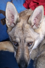 Název souboru=ares_022.jpg
Velikost souboru=373KB
Rozměry=1365x2048
Datum přidání=21. Červenec 2011 ares_022.jpg