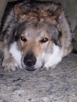 Název souboru=ares_155.jpg
Velikost souboru=456KB
Rozměry=1533x2048
Datum přidání=24. Červenec 2011 ares_155.jpg