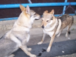 Název souboru=ares_157.jpg
Velikost souboru=291KB
Rozměry=2048x1533
Datum přidání=24. Červenec 2011 ares_157.jpg