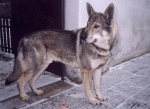 Název souboru=ares_217.jpg
Velikost souboru=25KB
Rozměry=400x292
Datum přidání=23. Červenec 2011 ares_217.jpg
