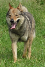 Název souboru=brest2.jpg
Velikost souboru=102KB
Rozměry=533x800
Datum přidání=20. Červenec 2011 brest2.jpg