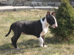 Název souboru=ceci2.JPG
Velikost souboru=761KB
Rozměry=2048x1536
Datum přidání=22. Červenec 2011 ceci2.JPG