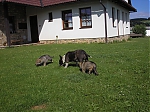 Název souboru=cervenec2012_vrh_F_002.jpg
Velikost souboru=2559KB
Rozměry=2048x1536
Datum přidání=19. Červenec 2012 cervenec2012_vrh_F_002.jpg