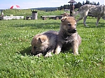 cervenec2012_vrh_F_016.jpg