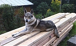 chero1~0.jpg