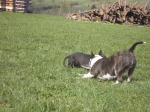 cikorka2011_015.jpg