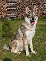 Název souboru=dovca_nuzice2Bdakar_094.jpg
Velikost souboru=159KB
Rozměry=600x800
Datum přidání=23. Listopad 2012 dovca_nuzice2Bdakar_094.jpg