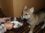 Název souboru=duf1.JPG
Velikost souboru=195KB
Rozměry=1400x1050
Datum přidání=26. Říjen 2011 duf1.JPG