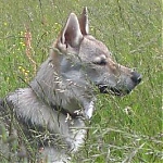 Název souboru=eisha12.jpg
Velikost souboru=23KB
Rozměry=266x266
Datum přidání=30. Červenec 2012 eisha12.jpg