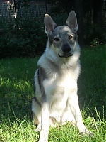 Název souboru=eragon4.jpg
Velikost souboru=111KB
Rozměry=720x960
Datum přidání=30. Červenec 2012 eragon4.jpg