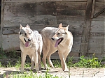 italie_kryti_firestorm_a_chewbe_139.jpg