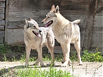italie_kryti_firestorm_a_chewbe_140.jpg