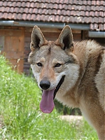 Název souboru=italie_kryti_firestorm_a_chewbe_210.jpg
Velikost souboru=84KB
Rozměry=480x640
Datum přidání=17. Září 2013 italie_kryti_firestorm_a_chewbe_210.jpg