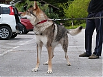 italie_kryti_firestorm_a_chewbe_225.jpg