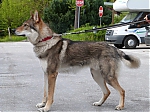 italie_kryti_firestorm_a_chewbe_245.jpg