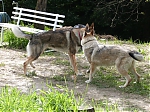 italie_kryti_firestorm_a_chewbe_353.jpg