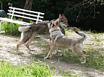 italie_kryti_firestorm_a_chewbe_354.jpg