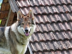italie_kryti_firestorm_a_chewbe_383.jpg