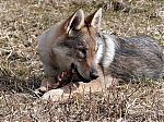 Název souboru=jaro2013_367.jpg
Velikost souboru=141KB
Rozměry=640x480
Datum přidání=19. Duben 2013 jaro2013_367.jpg
