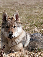 Název souboru=jaro2013_394.jpg
Velikost souboru=114KB
Rozměry=480x640
Datum přidání=19. Duben 2013 jaro2013_394.jpg