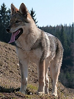 Název souboru=jaro2013_759.jpg
Velikost souboru=102KB
Rozměry=480x640
Datum přidání=19. Duben 2013 jaro2013_759.jpg
