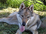 jaruska44.jpg