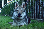 Název souboru=korra4.jpg
Velikost souboru=98KB
Rozměry=960x637
Datum přidání=29. Srpen 2014 korra4.jpg