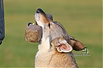 l8.jpg