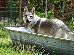 Název souboru=litter_G_3_tydny2BElle_Kuklik_7_month_069.jpg
Velikost souboru=85KB
Rozměry=533x400
Datum přidání=30. Červenec 2012 litter_G_3_tydny2BElle_Kuklik_7_month_069.jpg