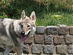 Název souboru=litter_G_3_tydny2BElle_Kuklik_7_month_077.jpg
Velikost souboru=89KB
Rozměry=533x400
Datum přidání=30. Červenec 2012 litter_G_3_tydny2BElle_Kuklik_7_month_077.jpg