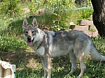 Název souboru=litter_G_3_tydny2BElle_Kuklik_7_month_080.jpg
Velikost souboru=86KB
Rozměry=533x400
Datum přidání=30. Červenec 2012 litter_G_3_tydny2BElle_Kuklik_7_month_080.jpg
