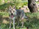 Název souboru=litter_G_3_tydny2BElle_Kuklik_7_month_082.jpg
Velikost souboru=96KB
Rozměry=533x400
Datum přidání=30. Červenec 2012 litter_G_3_tydny2BElle_Kuklik_7_month_082.jpg