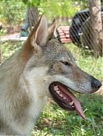 Název souboru=litter_G_3_tydny2BElle_Kuklik_7_month_094~0.jpg
Velikost souboru=130KB
Rozměry=400x533
Datum přidání=30. Červenec 2012 litter_G_3_tydny2BElle_Kuklik_7_month_094~0.jpg