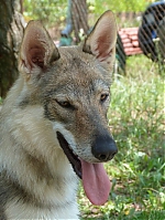 Název souboru=litter_G_3_tydny2BElle_Kuklik_7_month_095~0.jpg
Velikost souboru=138KB
Rozměry=400x533
Datum přidání=30. Červenec 2012 litter_G_3_tydny2BElle_Kuklik_7_month_095~0.jpg
