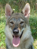 Název souboru=litter_G_3_tydny2BElle_Kuklik_7_month_102~0.jpg
Velikost souboru=133KB
Rozměry=400x533
Datum přidání=30. Červenec 2012 litter_G_3_tydny2BElle_Kuklik_7_month_102~0.jpg