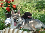Název souboru=litter_G_3_tydny2BElle_Kuklik_7_month_107~1.jpg
Velikost souboru=87KB
Rozměry=533x400
Datum přidání=30. Červenec 2012 litter_G_3_tydny2BElle_Kuklik_7_month_107~1.jpg