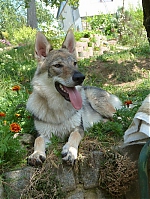 Název souboru=litter_G_3_tydny2BElle_Kuklik_7_month_115~0.jpg
Velikost souboru=91KB
Rozměry=400x533
Datum přidání=30. Červenec 2012 litter_G_3_tydny2BElle_Kuklik_7_month_115~0.jpg