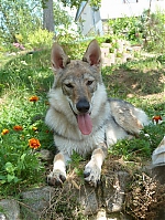 Název souboru=litter_G_3_tydny2BElle_Kuklik_7_month_116~0.jpg
Velikost souboru=96KB
Rozměry=400x533
Datum přidání=30. Červenec 2012 litter_G_3_tydny2BElle_Kuklik_7_month_116~0.jpg